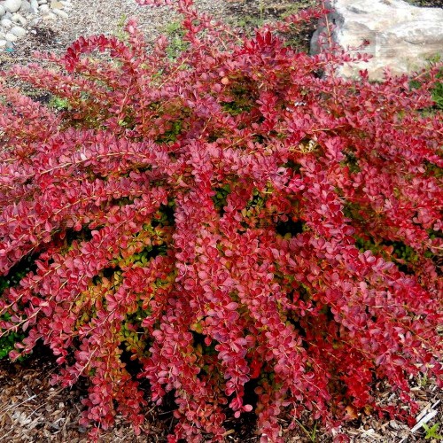 Berberis thunbergii 'Red Carpet' - Thunbergi kukerpuu 'Red Carpet' C1/1L